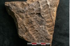 Foto (Detailansicht) von Neuropteris auriculata Brongniart (NHMW-GEO-2024-0188-10669)